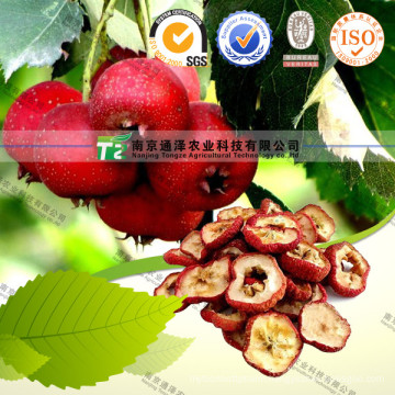 Maslinic Acid Hawthorn Leaf Extract